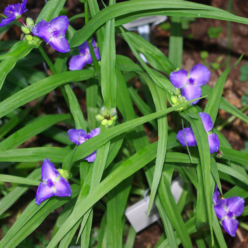 Tradescantia virginiana Zwanenberg